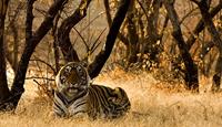 Tigers in India
